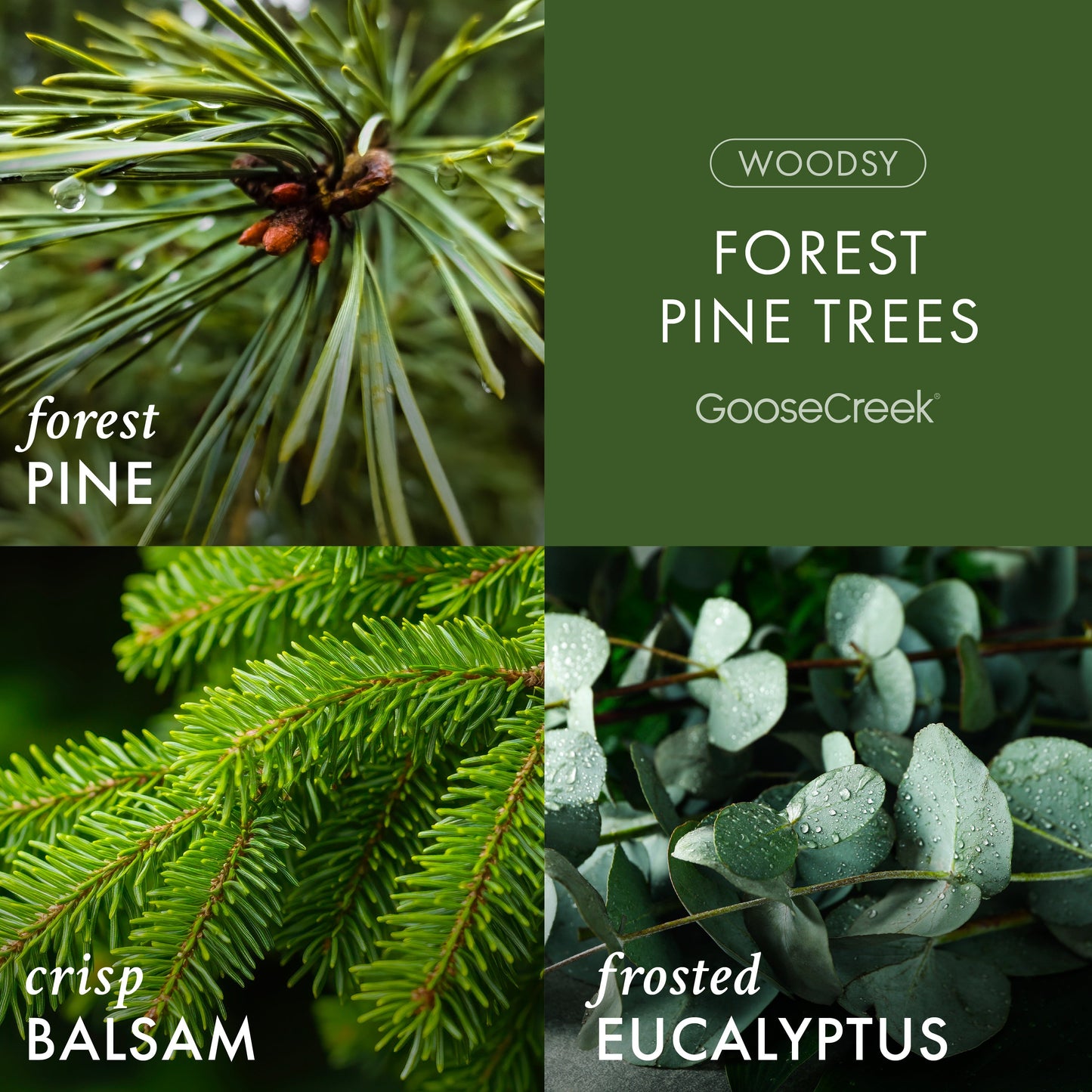 Forest Pine Trees 3-Wick Candle