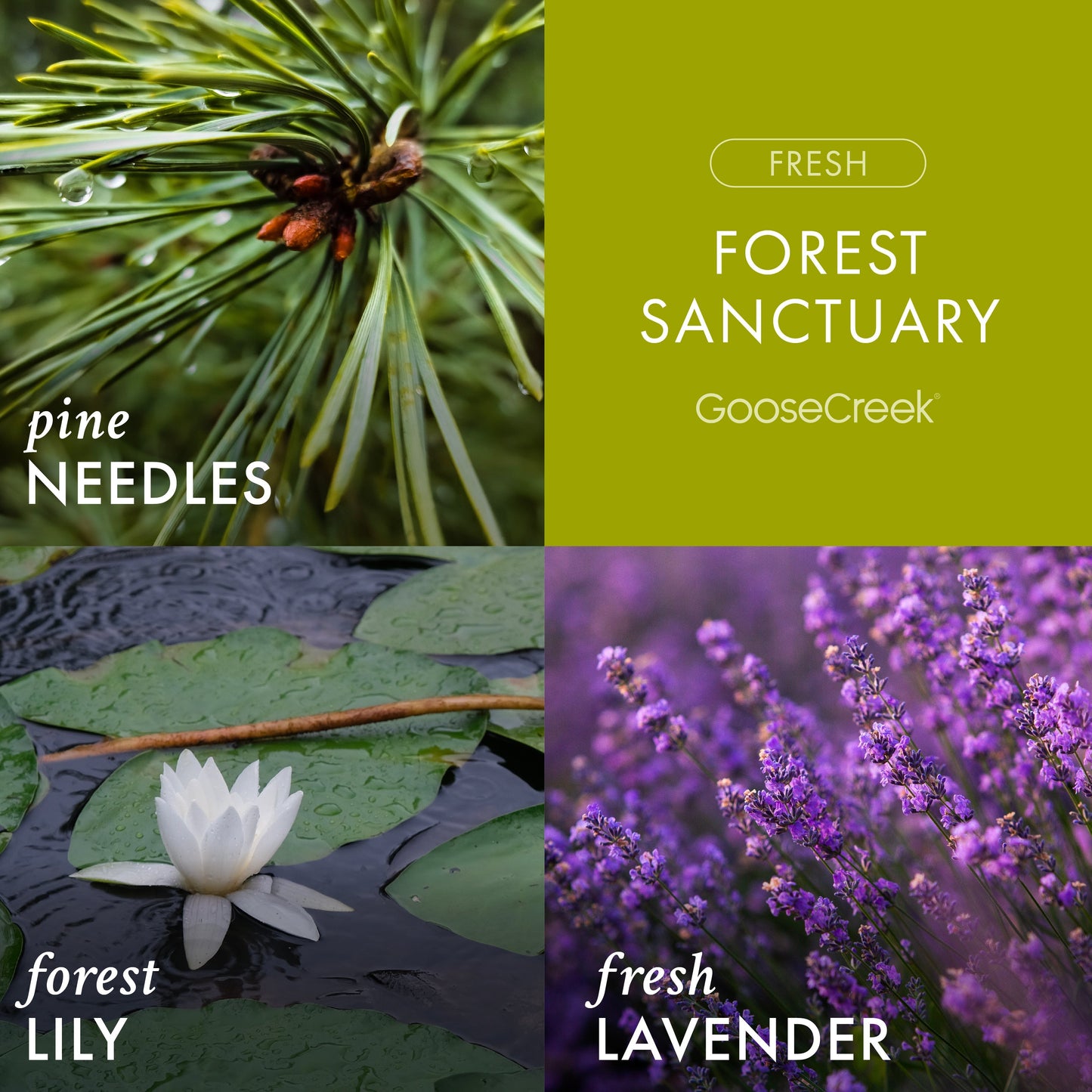 Forest Sanctuary 3-Wick Candle