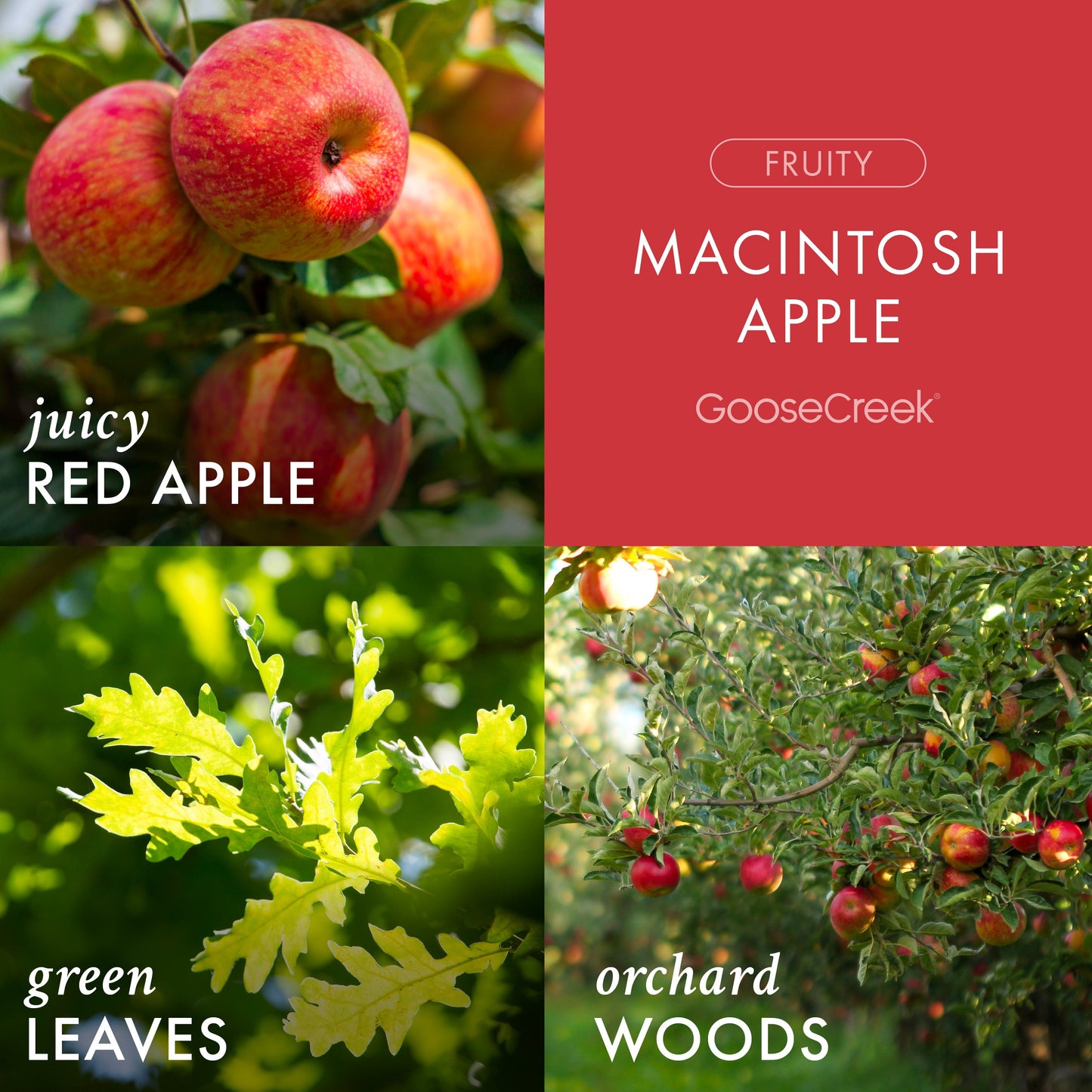 Macintosh Apple 3-Wick Candle